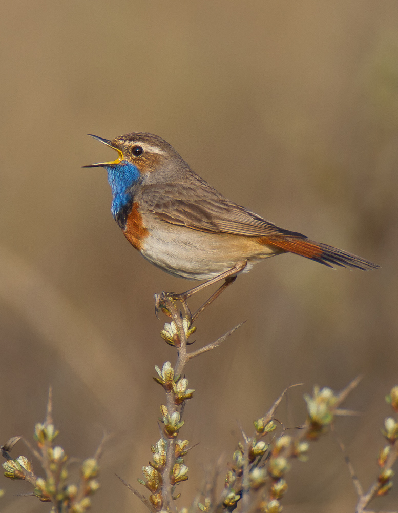 Blaukehlchen