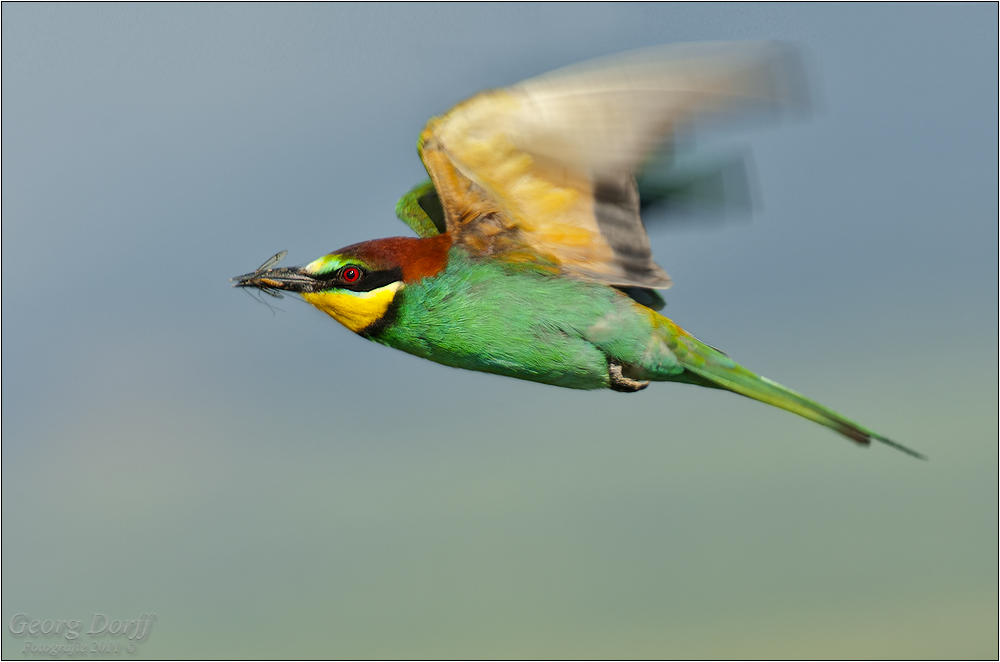 Merops apiaster..