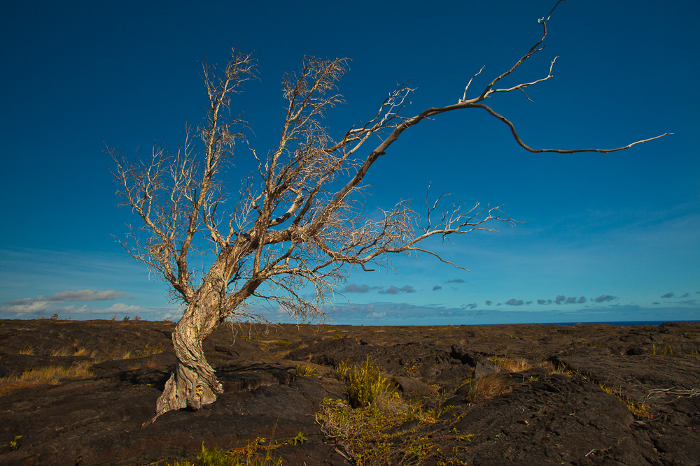 Toter Baum