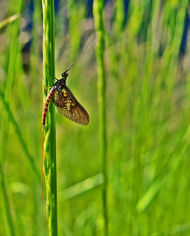 Gemeine Eintagsfliege