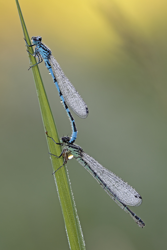 Eine von den vielen kleinen Blauen