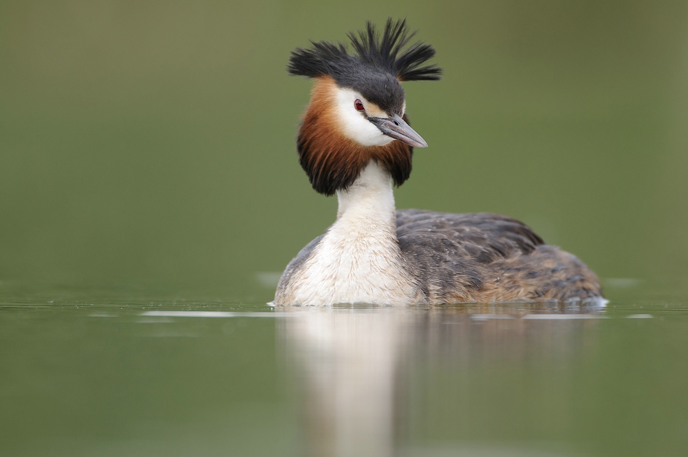 Haubentaucher (Podiceps cristatus)