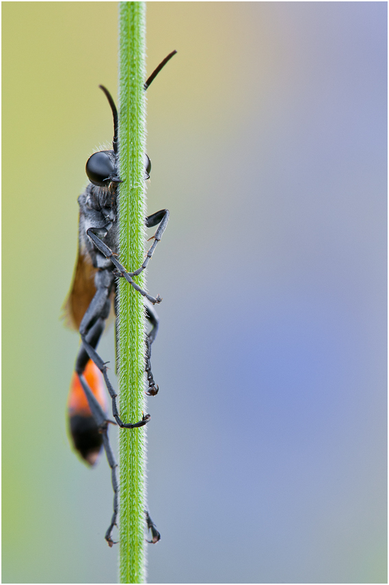 Ammophila sp.