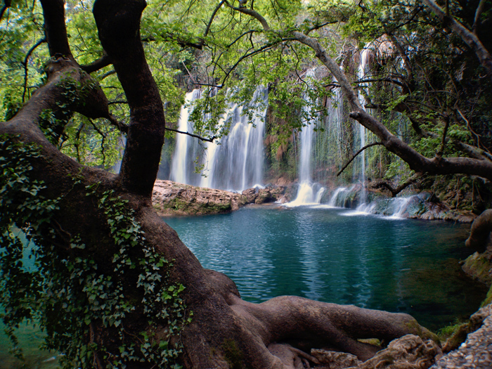 Wasserfall : Der Wald