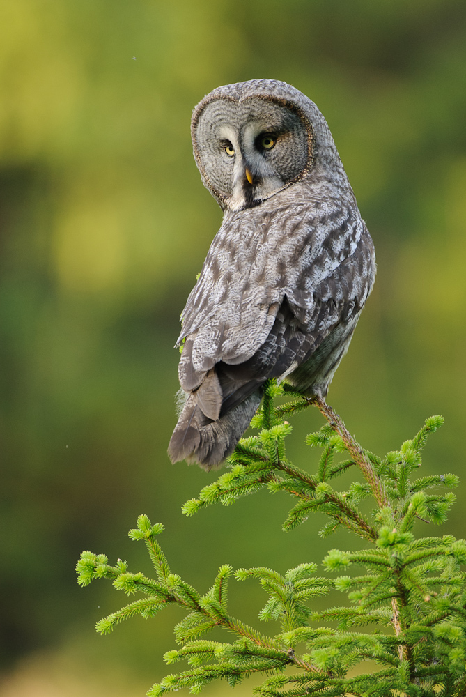 Bartkauz (Strix nebulosa)