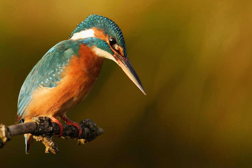 Eisvogel im Abendlicht