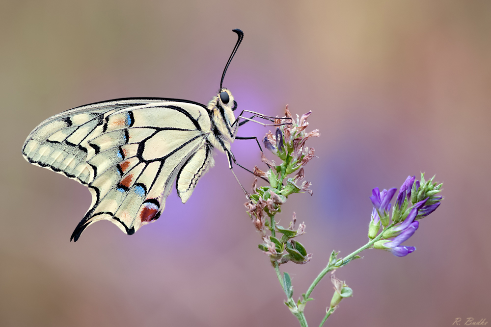 Papilio machaon