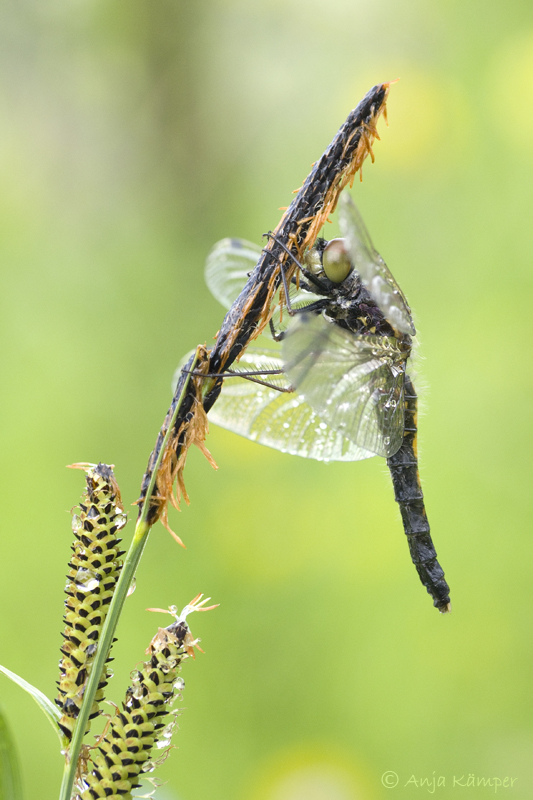 ...Leucorrhinia caudalis...
