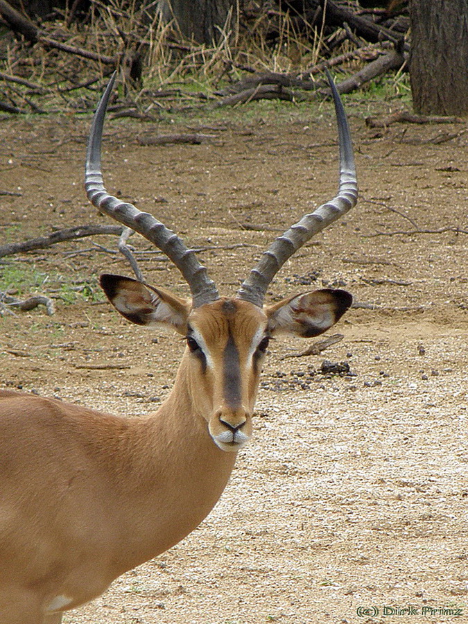 Impala