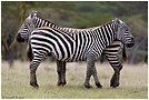 Zebra (ND)