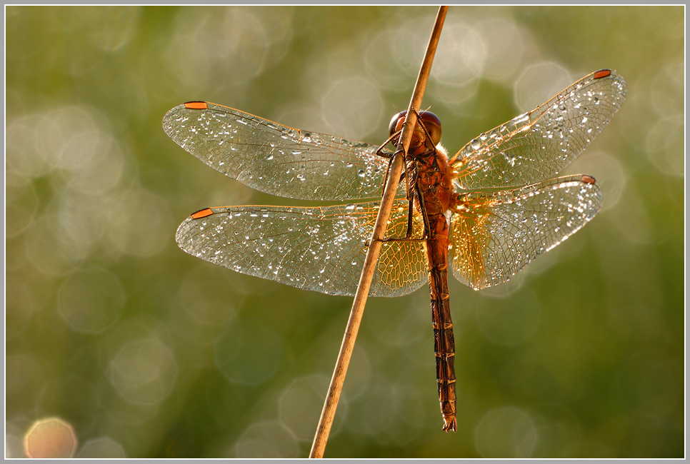 Gefleckte Heidelibelle (Sympetrum flaveolum)