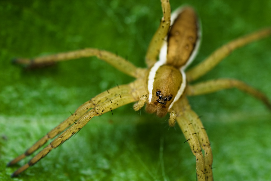 jagdspinne [ND]