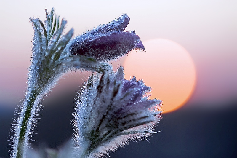 Warten auf den Frühling, ND