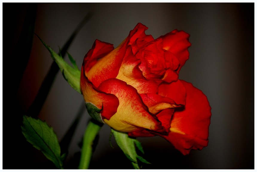 rose voll erblüht