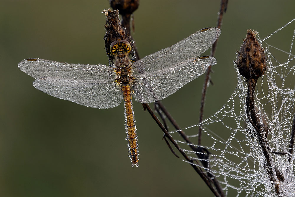 Libelle im Morgentau