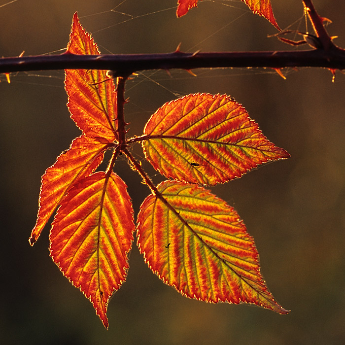 Brombeerblatt im Winter ND