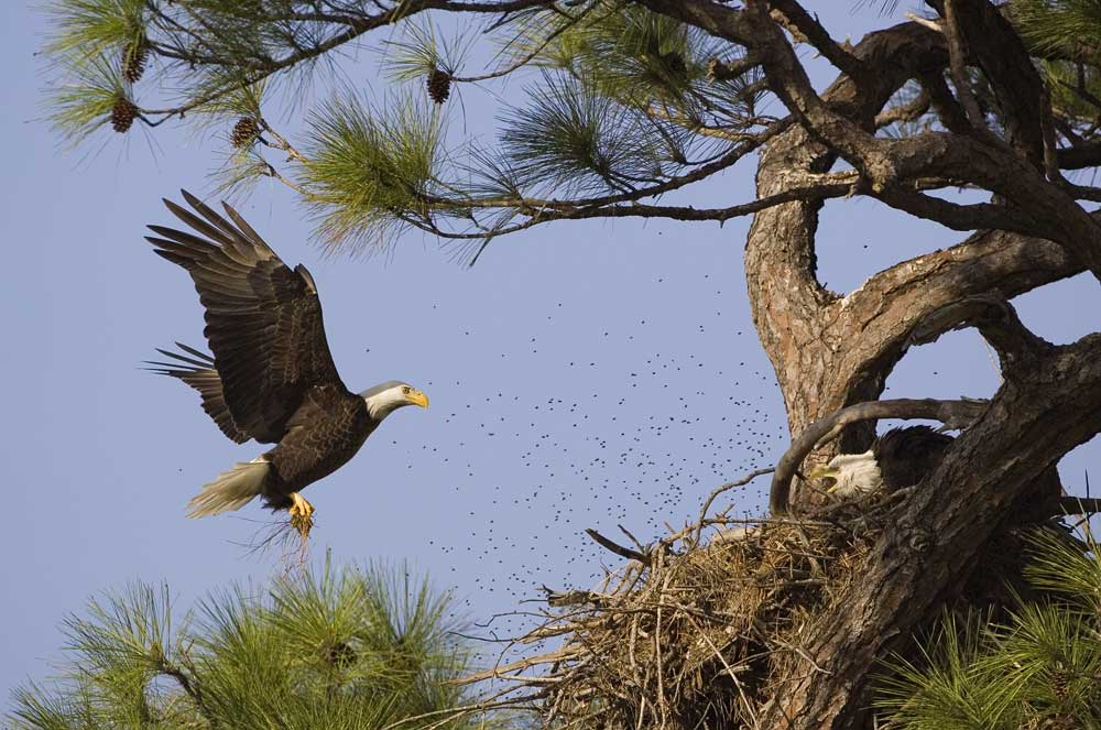 Weißkopfseeadler, ND