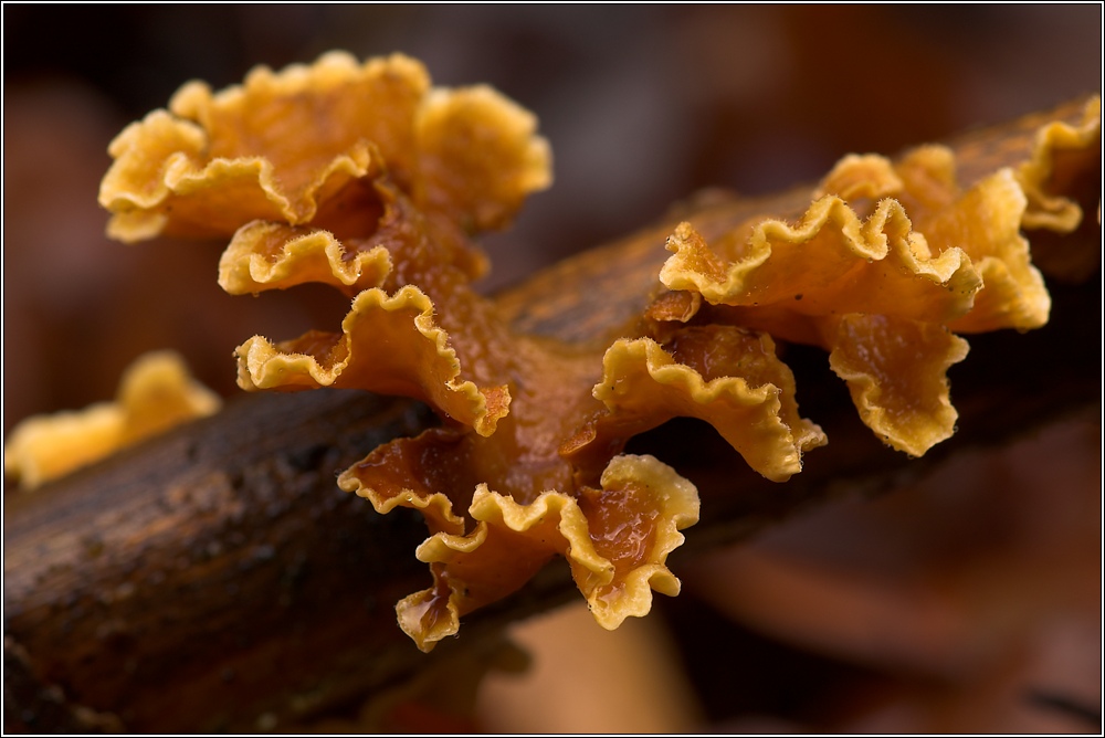 Striegeliger Schichtpilz (Stereum hirsutum)