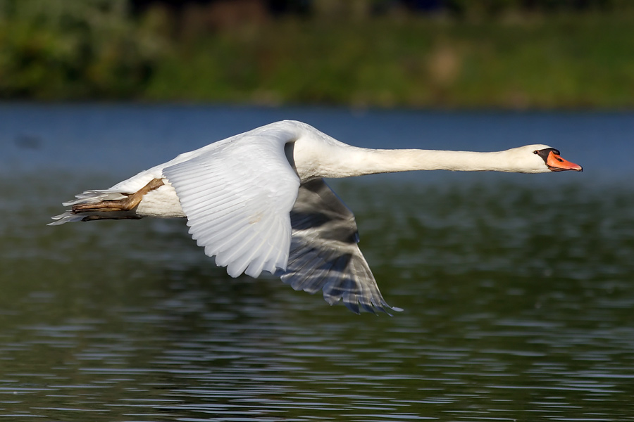 Im Flug - ND
