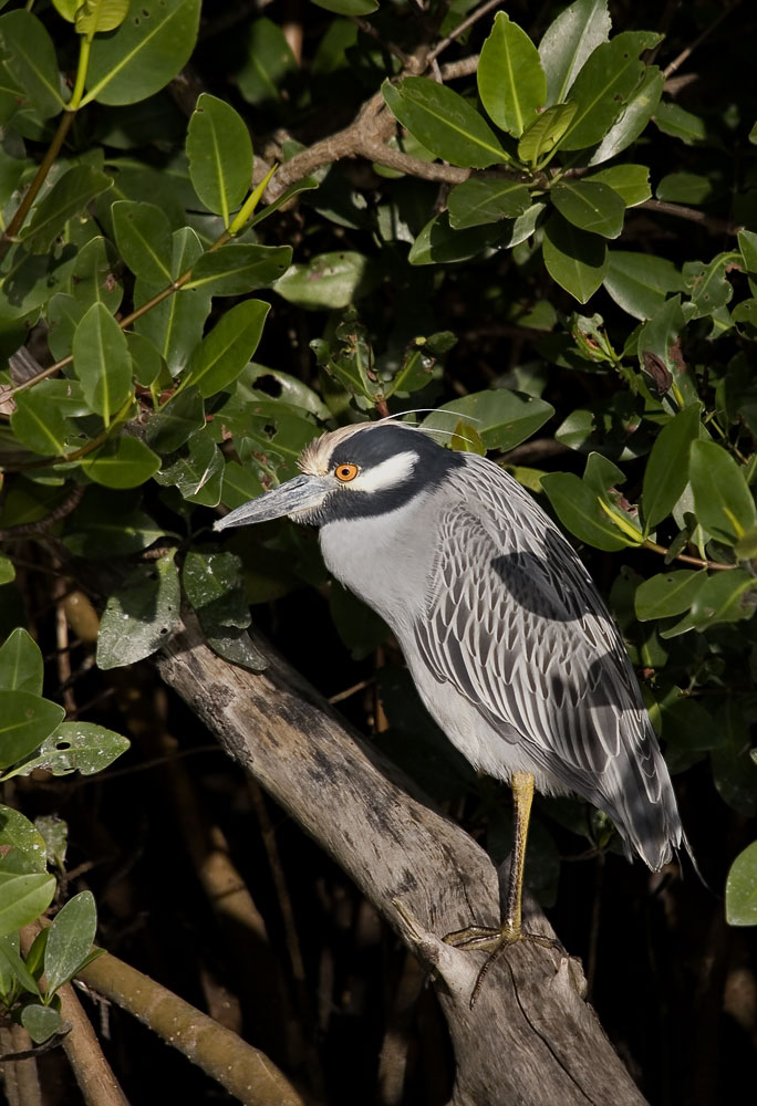 Krabbenreiher, ND