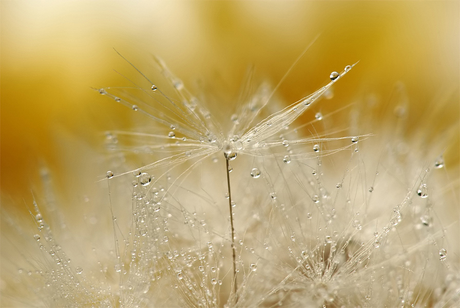 Pusteblume