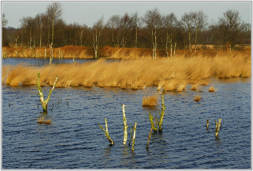 Moor