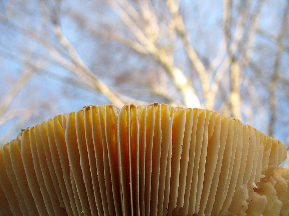 ... und noch ein Fliegenpilz
