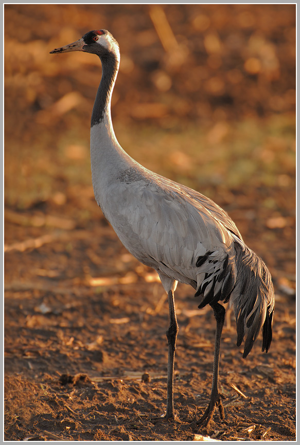 Grauer Kranich (Grus grus)