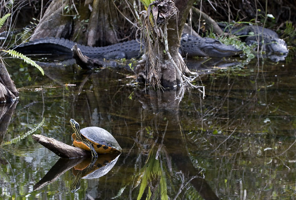 Schmuckschildkröte, ND