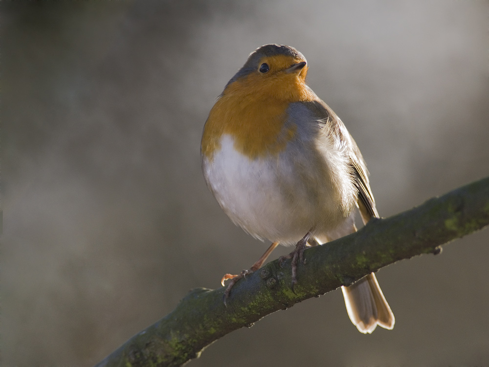 Rotkehlchen (Erithacus rubecula)