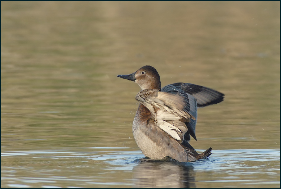 Tafelente (Aythya ferina)