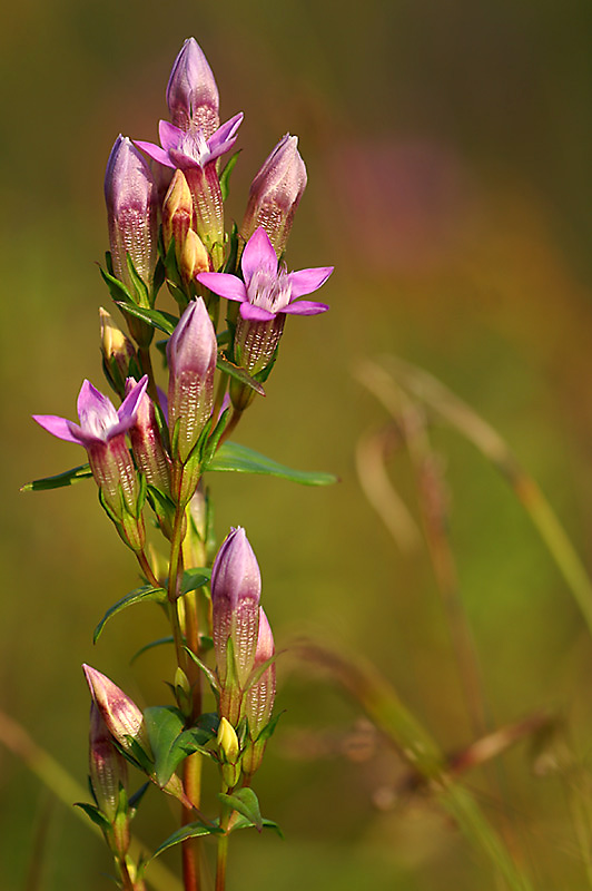 Deutscher Enzian (Gentianella germanica)
