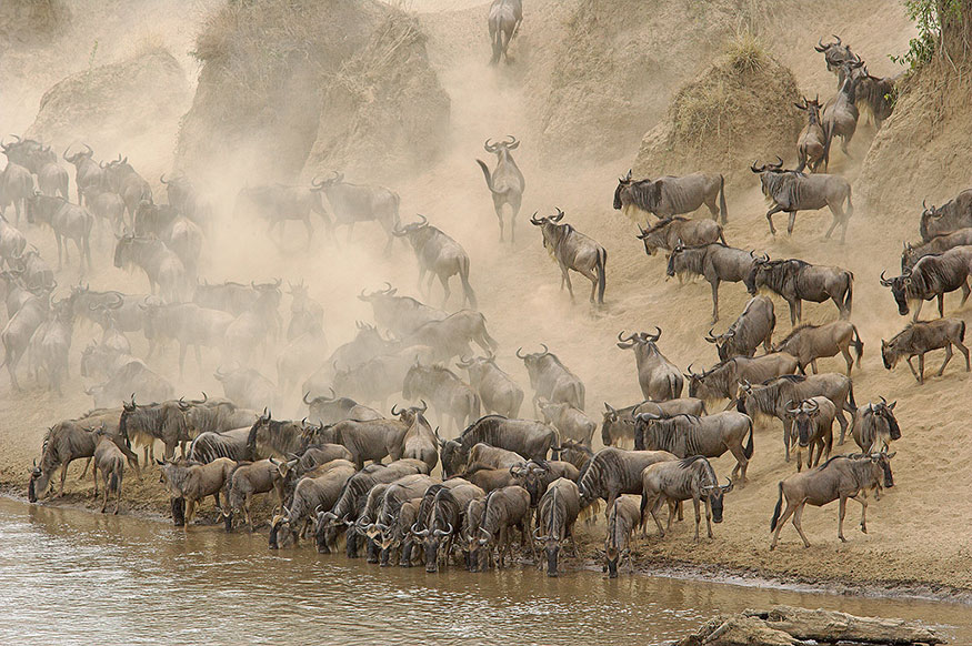 Gnus am Mara ND