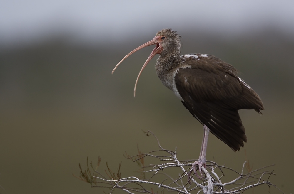 weißer Ibis juv., ND