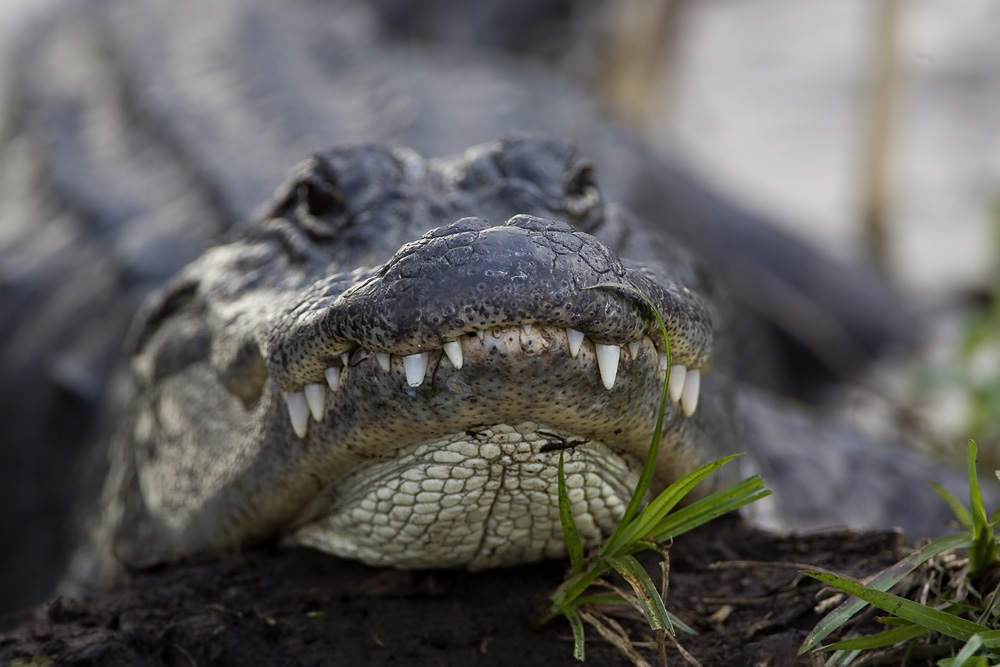 Zähne eines Alligators, ND