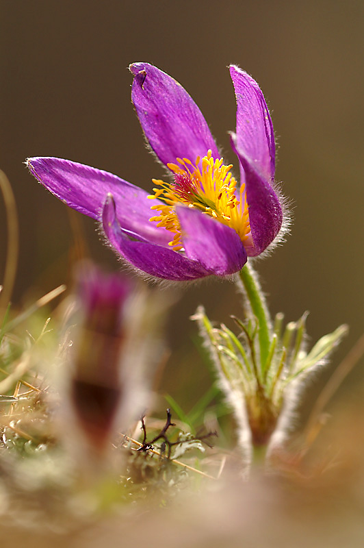 Küchenschelle (Pulsatilla  vulgaris)