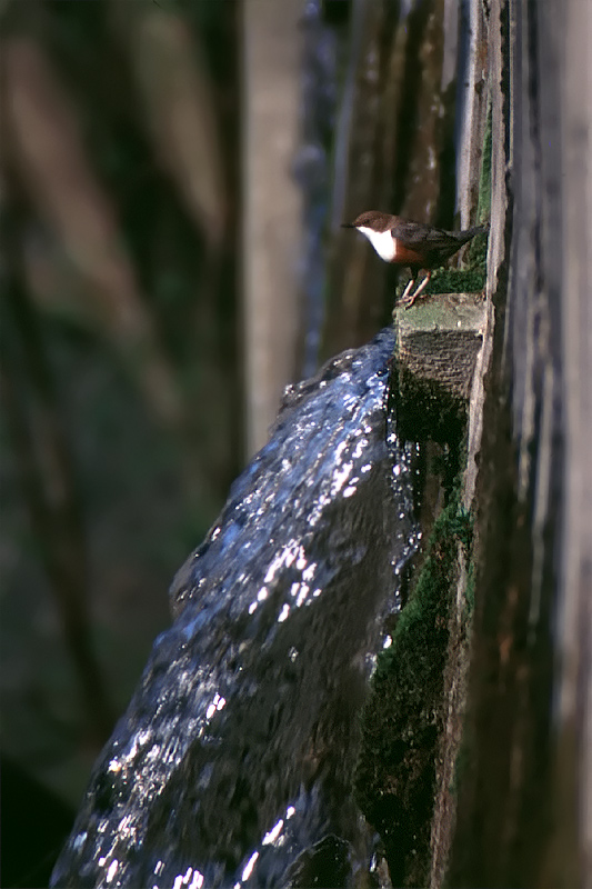 Wasseramsel - ND