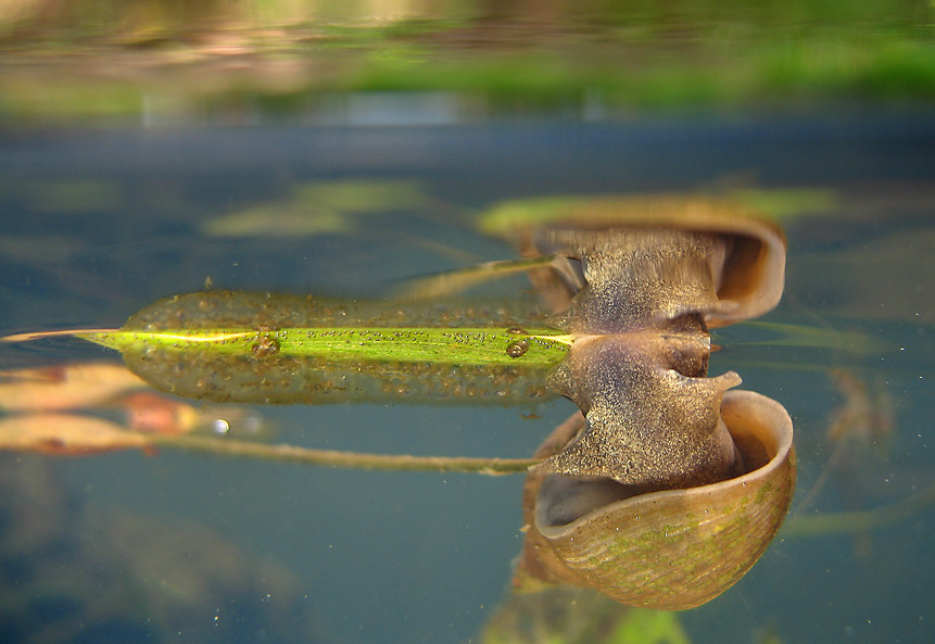 Spitzhornschnecke (Lymnaea stagnalis)