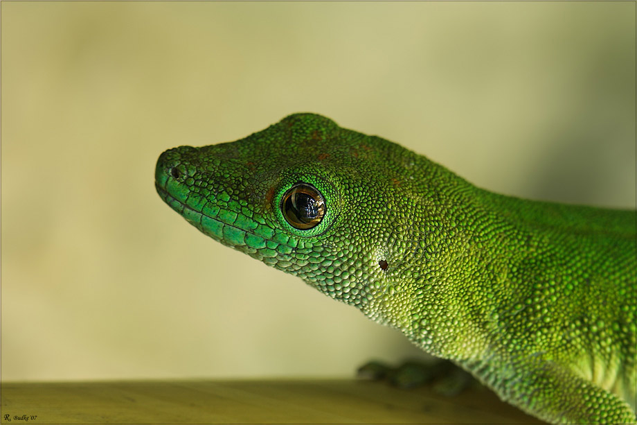 Taggecko (Phelsuma madagascaniensis)