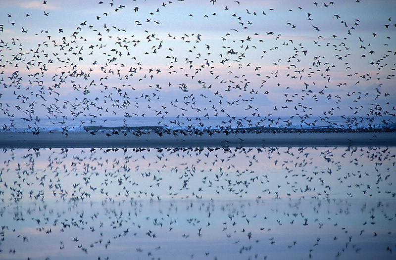 Limikolenflug auf Amrum