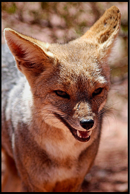 Andenfuchs...