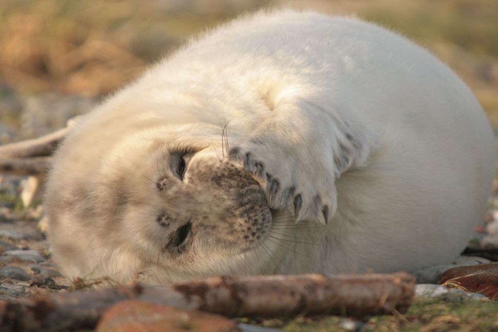 knuffig