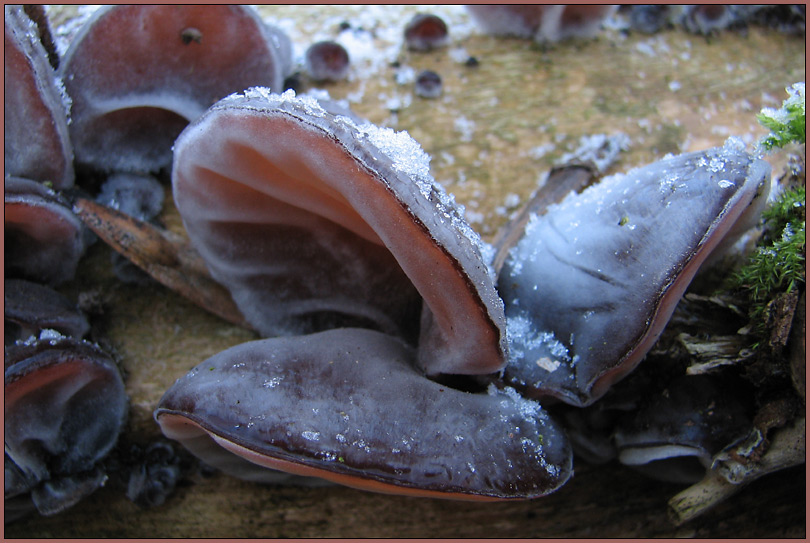 Eisgebilde an den Ohren ND