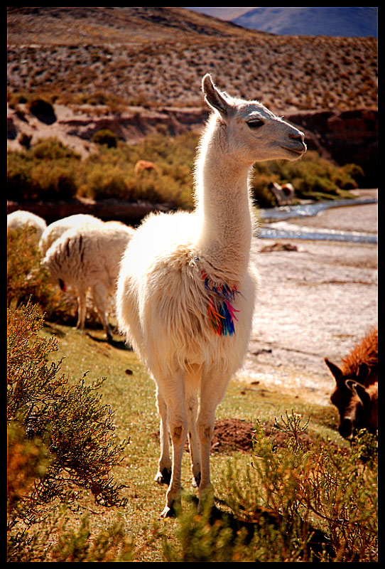 Lama....