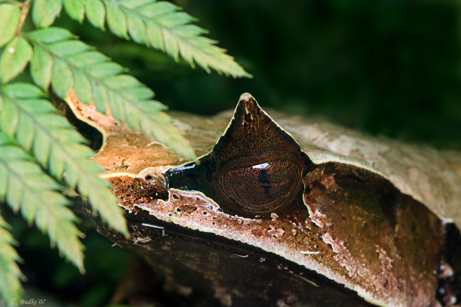 Zipfelfrosch (Megophrys nasuta)