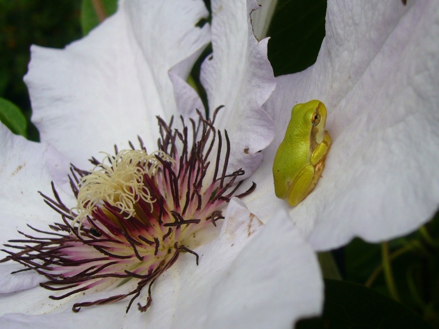 junger Laubfrosch auf Clematisblüte (ND)