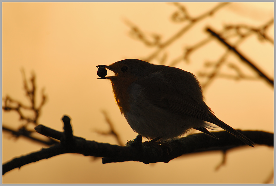 Rotkehlchen (Erithacus rubecula)