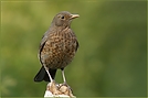 KD Amsel (Turdus merula)