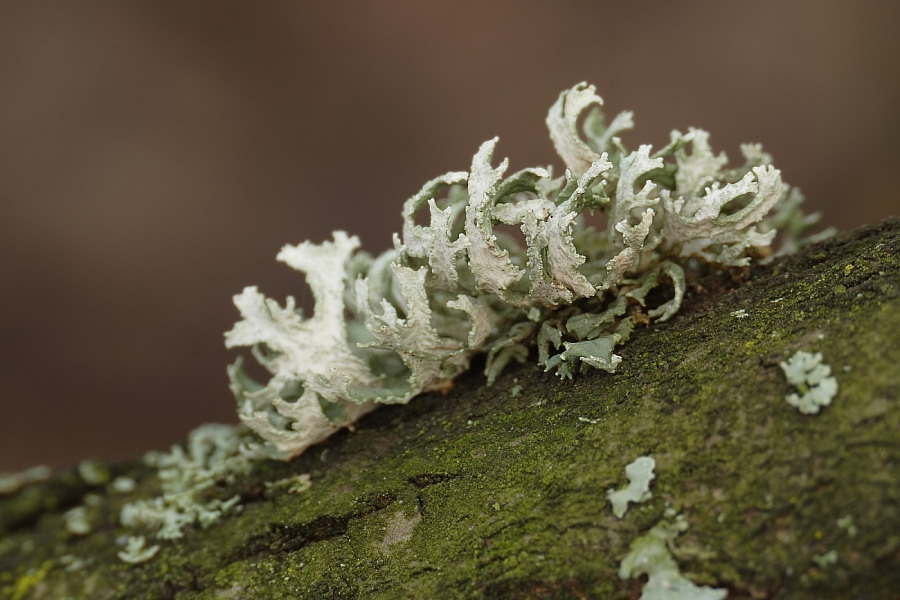 Eichenmoos (Evernia prunastri)