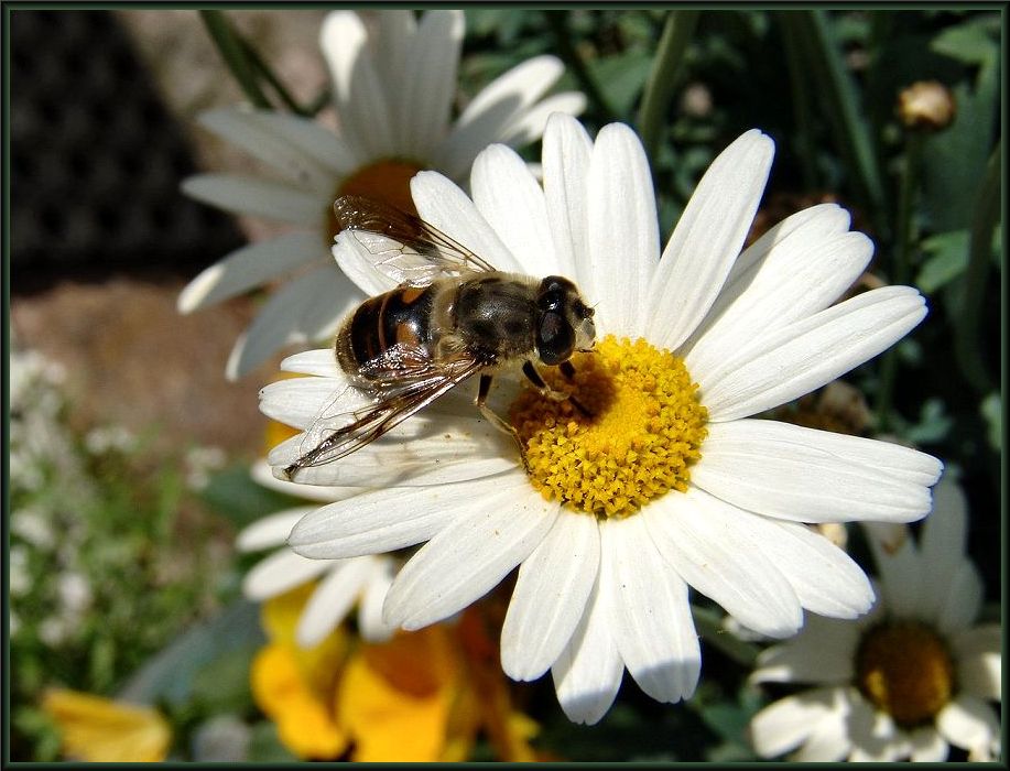 Schwebfliege